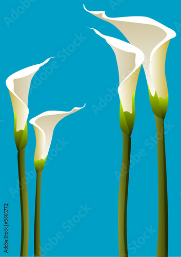 Calla lilies
