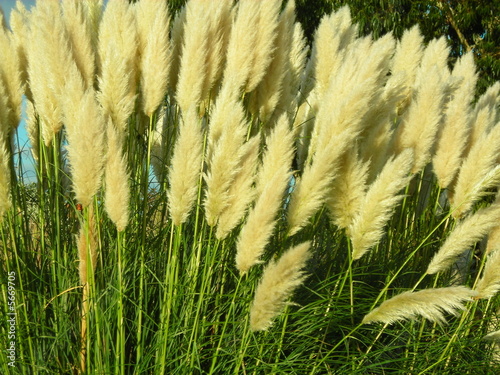 grass photo