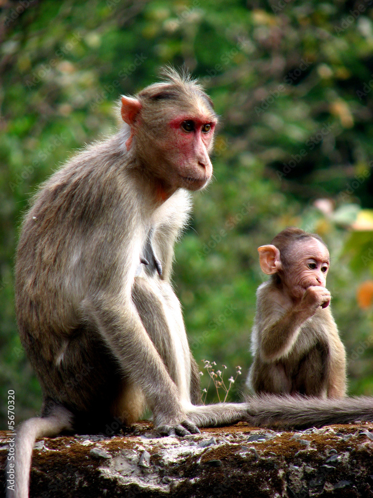 Fototapeta premium Watchful Mother