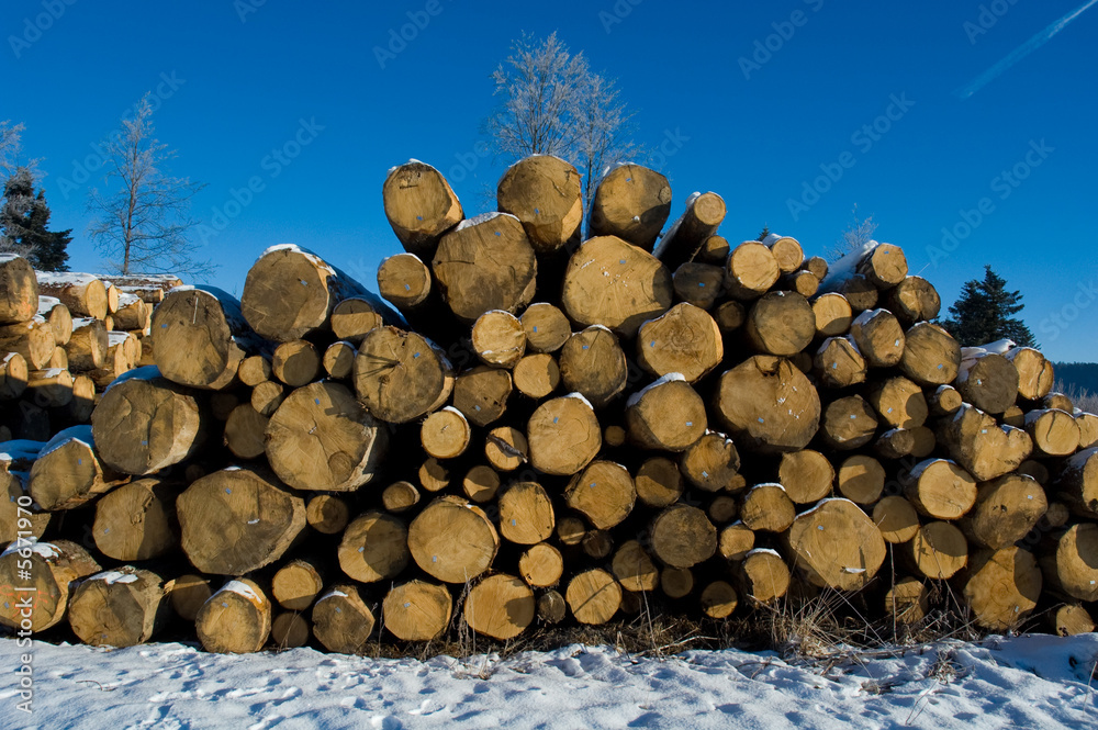 stockage des troncs d'arbre - scierie