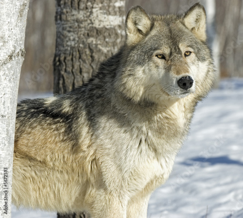 Fotografie Gray wolf in winter forest. Photographed in Northern Minnesota