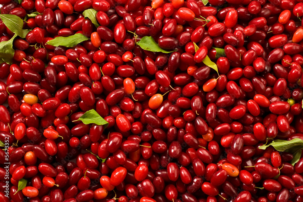 Cornelian cherries, background of nature with liaves Cornelian cherries, background of nature with liaves