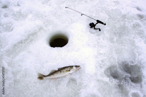 walleye and pole laying by an ice fishing hole photo