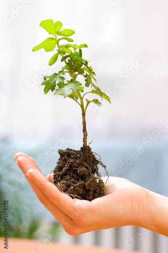 Obraz na płótnie Holding a new plant in hand