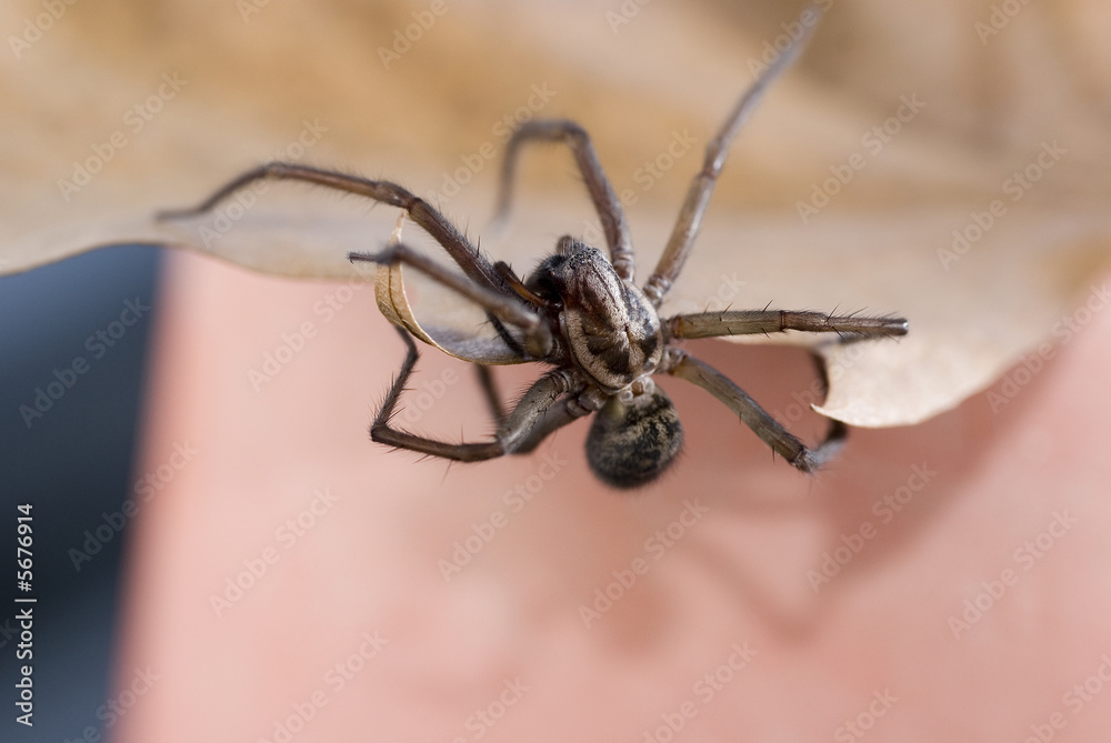 Nahaufnahme einer Haus- und Winkelspinne Nahaufnahme einer Haus- und Winkelspinne
