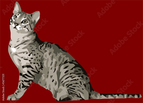 gato