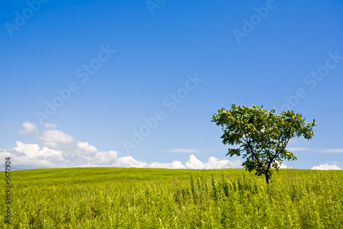 Lonely tree - oak. Foothills.Summer.