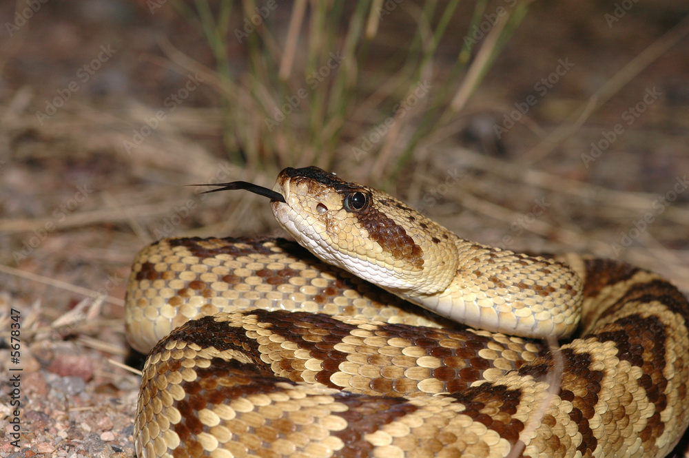 A beautiful close image of a black-tailed rattlesnake A beautiful close image of a black-tailed rattlesnake