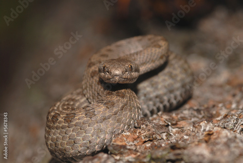 The twin-spotted rattlesnake is a small venomous reptile 