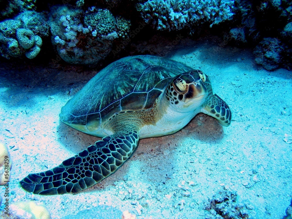 Obraz premium tortue