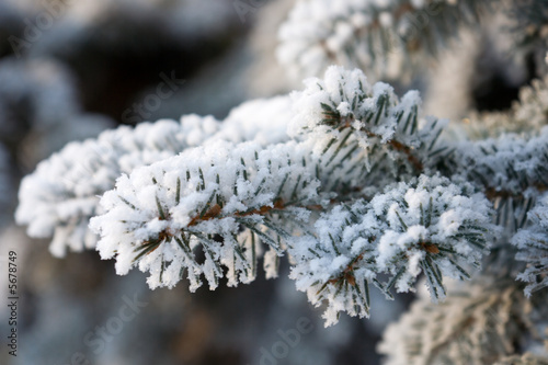 Fir tree brunch with snow © Vadim Ponomarenko