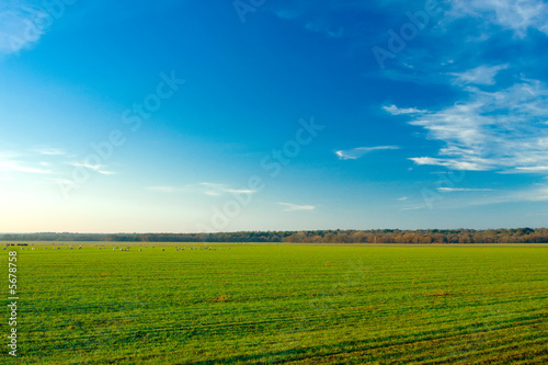 Vivid farm landscape