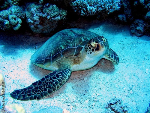 tortue