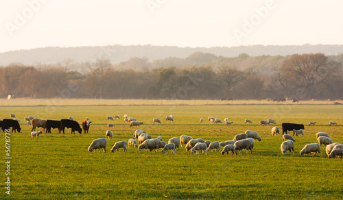 Sheep and cattle at sunrise