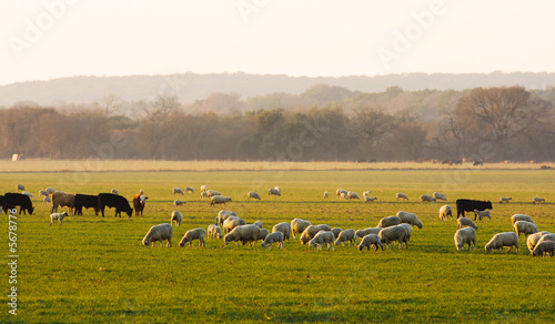 Fotografie Sheep and cattle at sunrise
