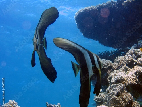 poisson