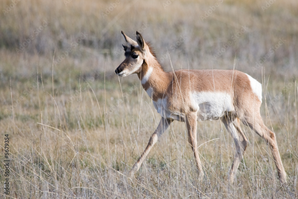 Pronghorn