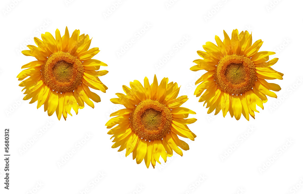 Obraz premium Three isolated sunflowers