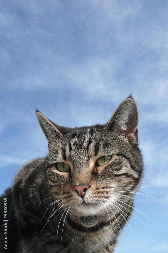 beautiful wise old tabby cat portrait