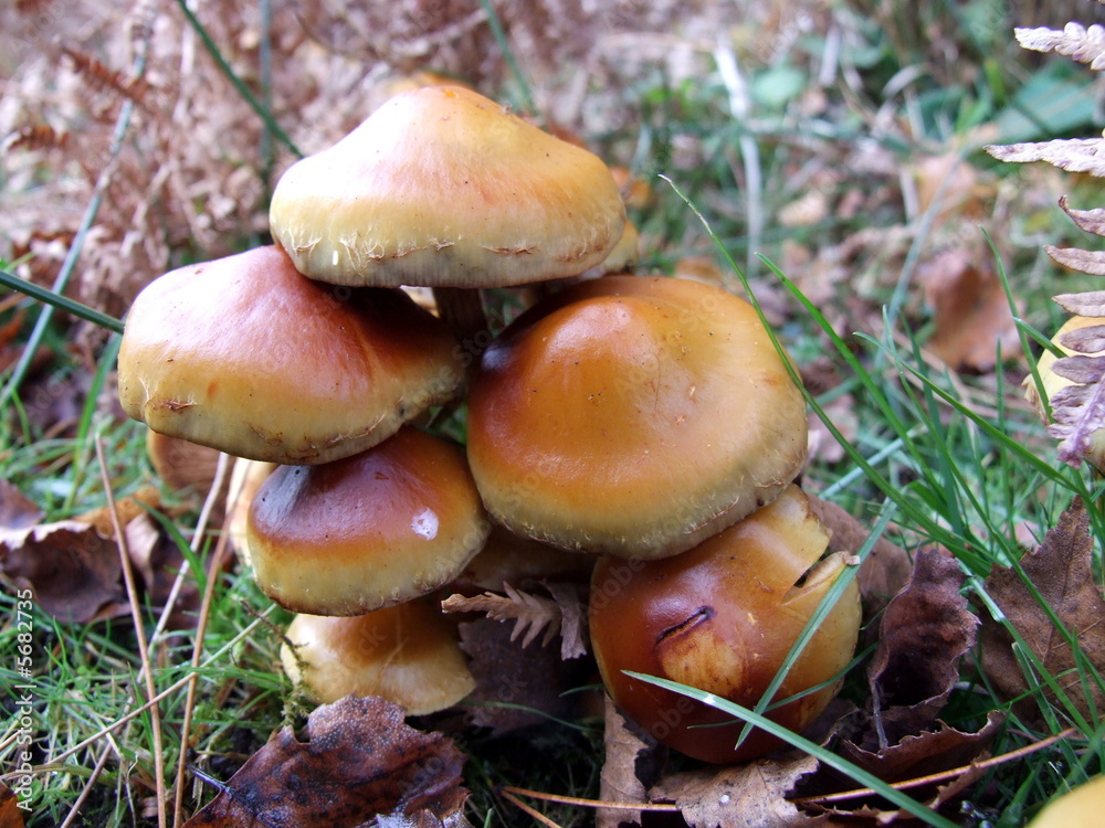 Clump of mushrooms in the New Forest,uk Clump of mushrooms in the New Forest,uk