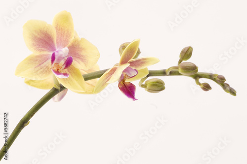 A yellow orchid set against a plain background