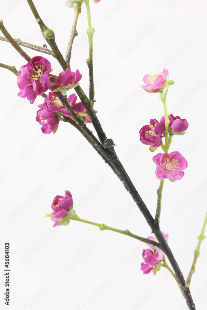 Plum Blossom on plain background Plum Blossom on plain background
