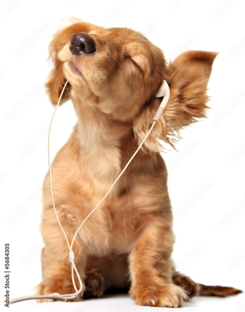 Fototapeta premium Młody szczeniak słuchanie muzyki na głowie.
