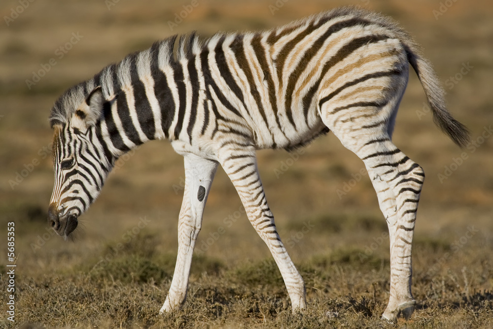 Zebra Foal feeding on the African grass plains Zebra Foal feeding on the African grass plains