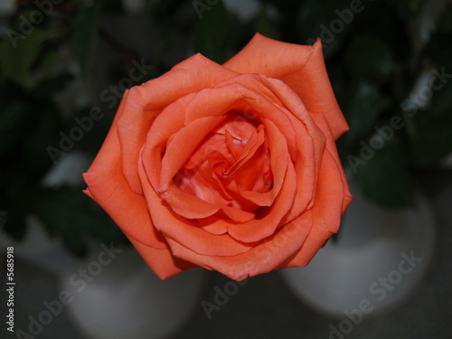 a large number of bright golden orange roses. a large rose. fire rose close-up