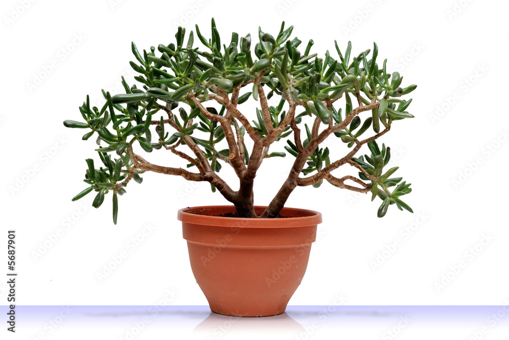 Monetary tree Monetary tree