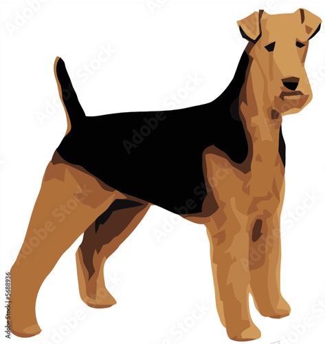 airedale terrier