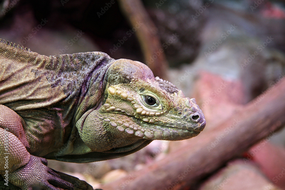 Fototapeta premium iguana