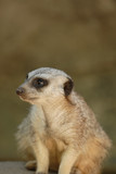 A single meerkat sitting alone watching for predators.