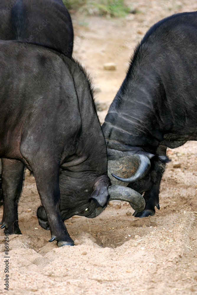 Obraz premium Cape Buffaloes