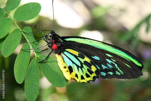 Canvas Print colorful butterfly