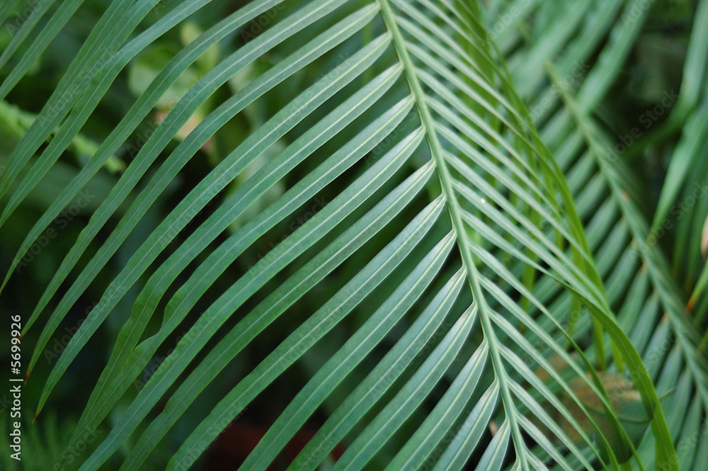 Leaves, tropical jungles hot summer.. Leaves, tropical jungles hot summer..