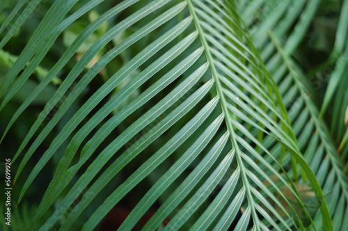 Leaves  tropical jungles hot summer..