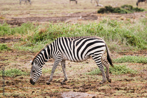 zebra grazing at amboseli