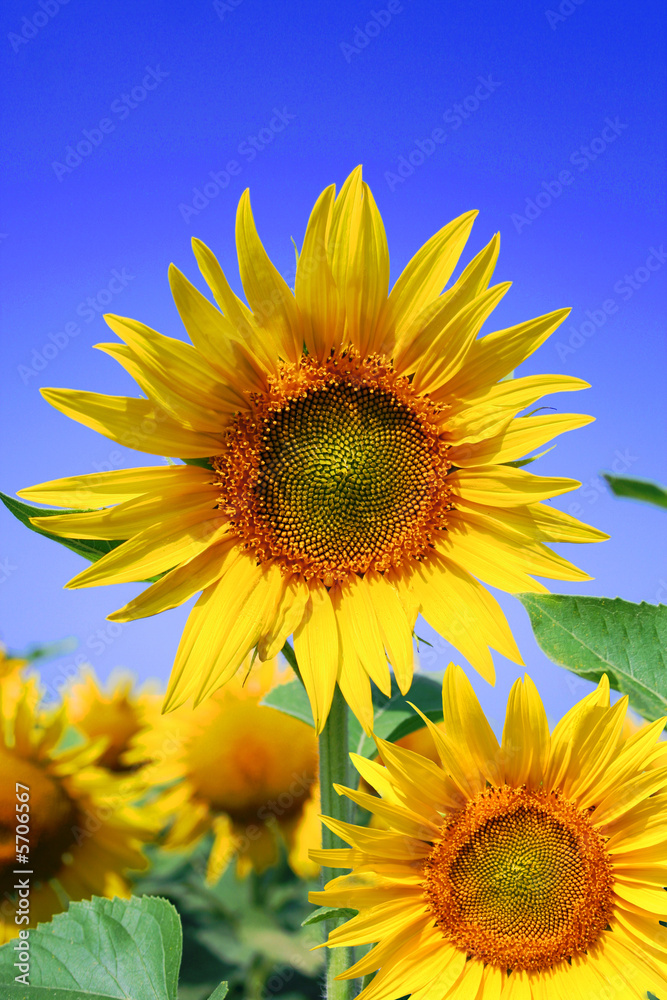 Obraz premium tournesol