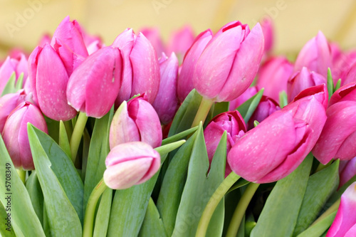 Bunch of pink tulips on a flower market