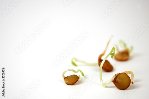 Lentil sprouts on a white background