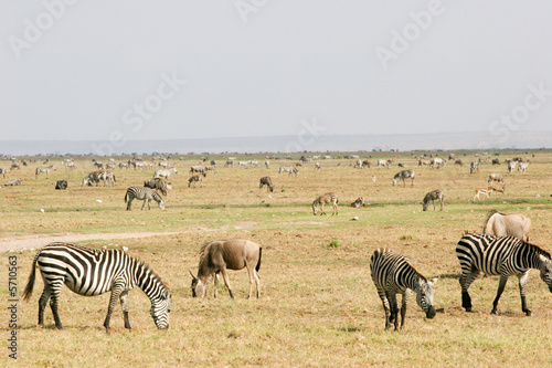 zebra, grazing