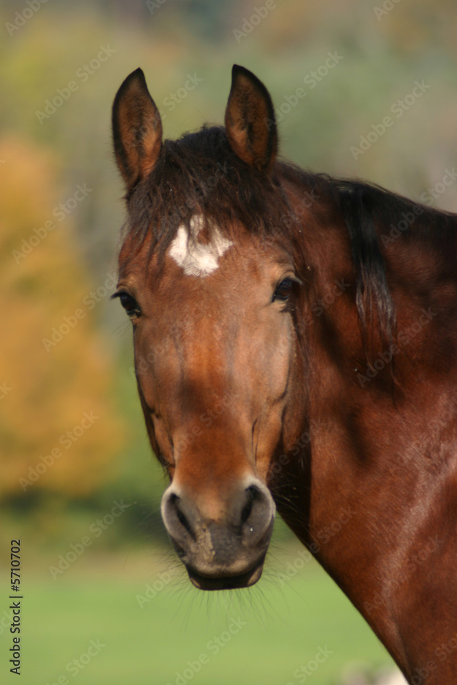 Obraz premium Portrait