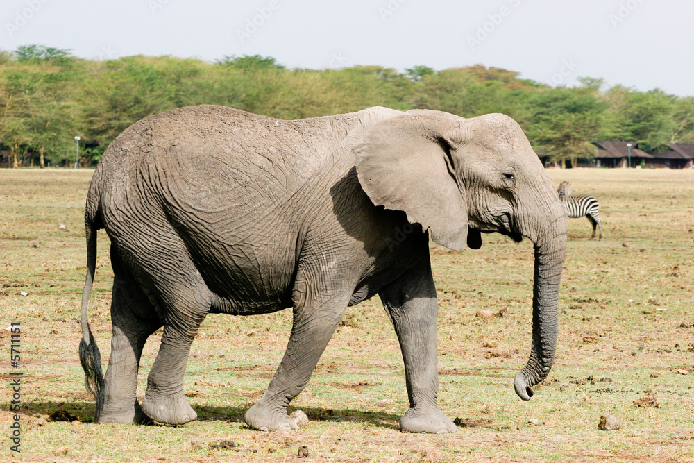 Obraz premium elephant on the walk