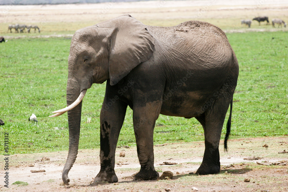 Fototapeta premium elephant