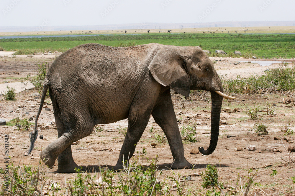 Obraz premium elephant 