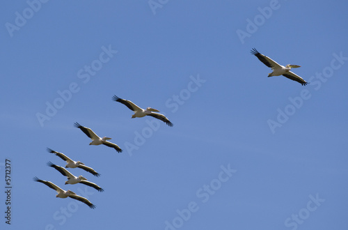Flying Pelicans