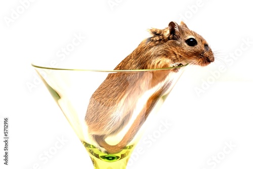 drink with... gerbil