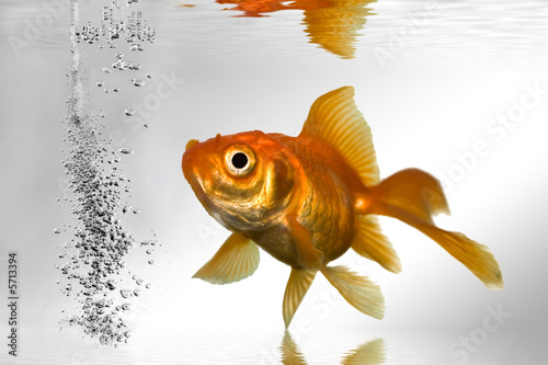 gold fish swimming in tank close up shoot