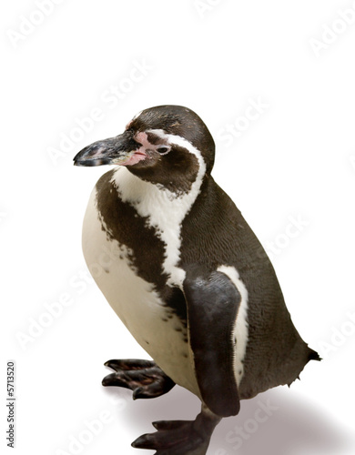 The black-and-white ordinary penguin on a white background